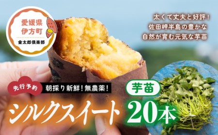 朝採り新鮮！無農薬！シルクスイート 芋苗（20本）| さつまいも