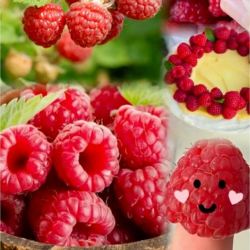 台灣現貨 高發芽率桑葚/黑樹莓種子 家庭陽台盆栽 水果種植 自種有機鮮果 樹莓種籽 桑葚種子 盆覆子種子 蛇莓種子