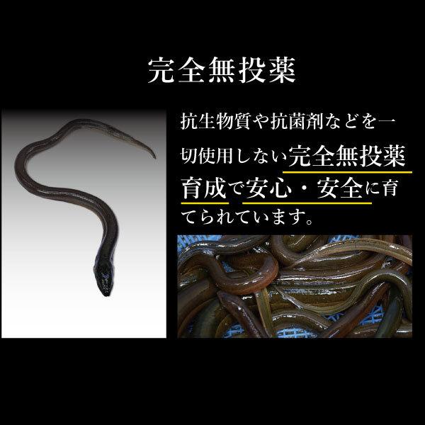 土用の丑の日　高知　国産　鰻　蒲焼　3尾セット　贈り物 ギフト 内祝 御歳暮 御中元 高知　特産品