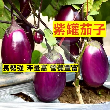 🌱高產早熟（紫罐茄子種子）高水分 低熱量 易種植 營養豐富 抗病 高產 種子 農家庭院種植 蔬菜種子#果菜類
