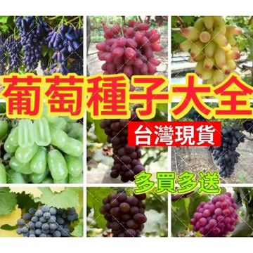 現貨🌱蝦皮熱銷💥葡萄種子（50粒）四季種植 多款葡萄種子 黑加侖巨峰葡萄金手指陽光玫瑰葡萄種子南北方庭院陽台種植