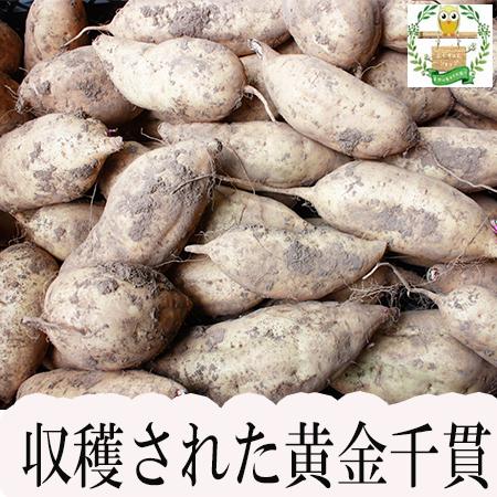 さつま芋　黄金千貫×１０kg　砂付き　2023-7-30 収穫（初物）