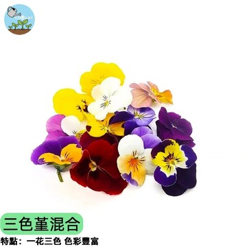 🌸  三色堇混合種子 貓臉花/蝴蝶花 耐寒易種 陽台盆栽花壇必備 繽紛花色 開花不斷 蜜源植物 新手好養