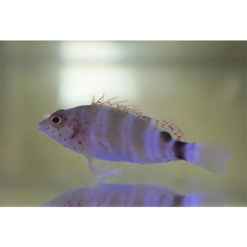 ハタタテシノビハゼ 4-6cm± 海水魚 ハゼ(A-0045) 海水魚 サンゴ 生体