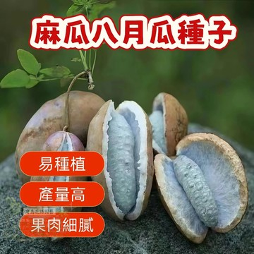 ✨麻瓜八月瓜種子 當年結果籽少肉多水果種植爬藤甜瓜紫果八月炸種子 爬藤水果種子發芽率高 高產 蔬菜瓜果種子