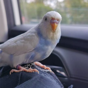 鳥腳鏈 鸚鵡不銹鋼腳鏈活扣鳥鏈子超輕防脫扣腳環玄風牡丹虎皮放飛繩遛鳥『XY11653』