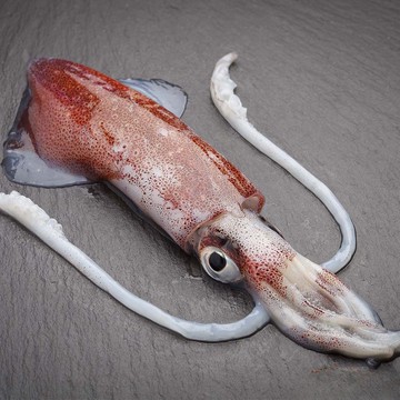 【海鮮主義】21/25透抽(小卷) (重量850g/包)■