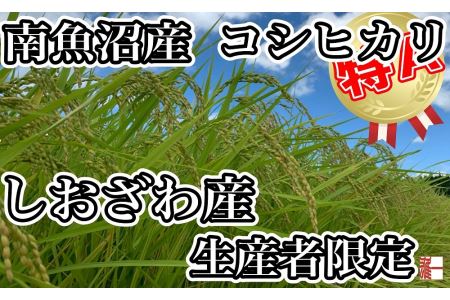 生産者限定 契約栽培 南魚沼しおざわ産コシヒカリ20Kg（５Kg ×4袋）