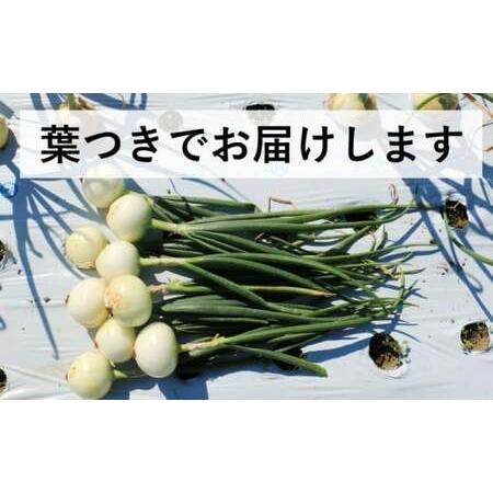 ふるさと納税 新たまねぎ3kg 野菜 サラダ 玉ねぎ たまねぎ スープ カレー たまねぎ 国産 オニオン お取り寄せ 常温 送料無料 青果市場 愛媛県 愛.. 愛媛県愛南町