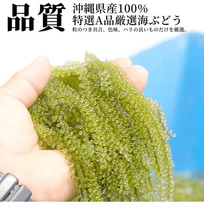 沖ピ 特選A品 海ぶどう 100％沖縄県産 専用シークヮーサータレ付き (360g(120g×3パック))