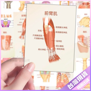 【128張解剖學貼紙】醫學生學習筆記 器官圖解貼畫 自粘手帳貼紙 牆面桌面DIY 創意貼紙 護理師貼紙 貼紙手帳 筆記貼