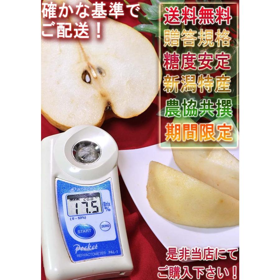 大玉ル・レクチェ 西洋梨 約2kg 5〜7玉 新潟県産 贈答品 JA共撰品 ギフト最適な特産品フルーツ！抜群の味にとろける食感