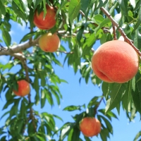 日本一の産地山梨県産　朝採れ桃２kg(５～８玉）