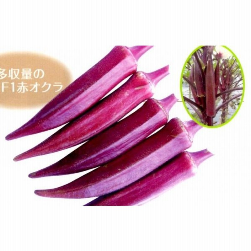 品質が たね フタバ種苗 沖縄 島オクラ 1dl