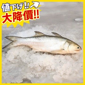 午仔魚 400~500g/隻【甲上生鮮】