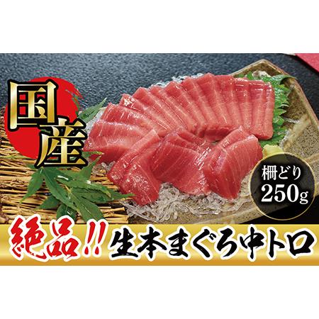 ふるさと納税 絶品！生本マグロ　中トロ 250g（柵どり） 福井県越前市