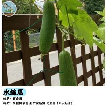 水絲瓜種子 稜角絲瓜種子 澎湖絲瓜 十稜絲瓜 菜瓜種子 夏季蔬菜種子 好種易活 家庭菜園 陽台盆栽攀藤