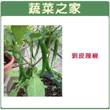 【蔬菜之家】G74剝皮辣椒種子(共有2種包裝可選)