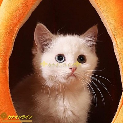 猫小屋 猫ハウス 安全感 隠れ家 トンネル型 クッション付き ネコ