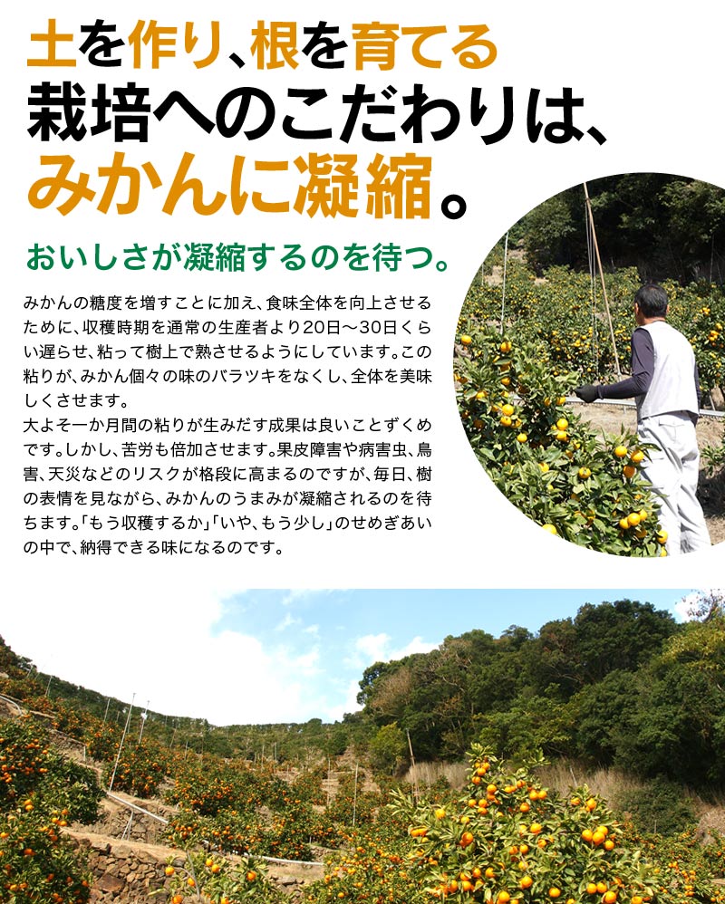 低農薬、自然のマルチ栽培で作る美味しい有田みかん Ｍサイズ 10kg 送料無料（北海道、沖縄を除く） 甘くて美味しい見事な秀品のみ。お歳暮にもお喜び頂けるギフトです