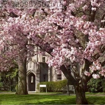 12h出貨 櫻花樹種子 （10粒）日本櫻花種子 觀賞花卉 超低價 四季開花 林木花卉種子室內外桌面觀花盆栽 種子 濃香