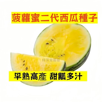 🍉菠蘿蜜二代西瓜種籽 XG-5 薄皮沙瓤 高產不裂瓜 橢圓形禮品西瓜 吊瓜甜度高 四季高產少籽黃瓤西瓜盆栽地栽水果種子