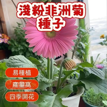 🌷🌷淺粉非洲菊種子 【非洲菊種子】  今年新籽 發芽率高 見土即活 花開爆盆 四季可播  新手易種易活 陽台庭院盆栽