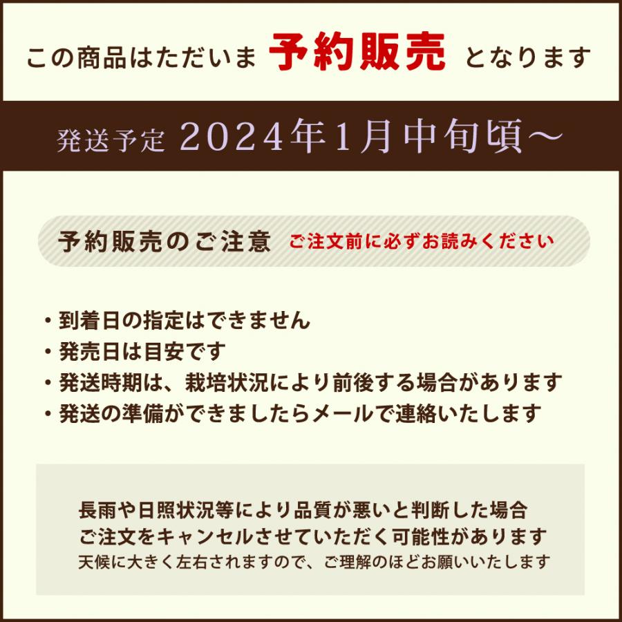 予約 ／ いちご まりひめ 和歌山 0.6kg ／ KS 送料無料 いちご 苺 イチゴ お取り寄せ グルメ フルーツ デザート ギフト ご贈答 ご家庭用 ご自宅用