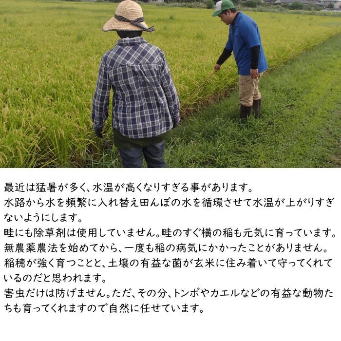 無農薬 無肥料 栽培米 5Kg 選べる 白米 分づき 福岡県産 令和5年度産 元気つくし 筑後久保農園