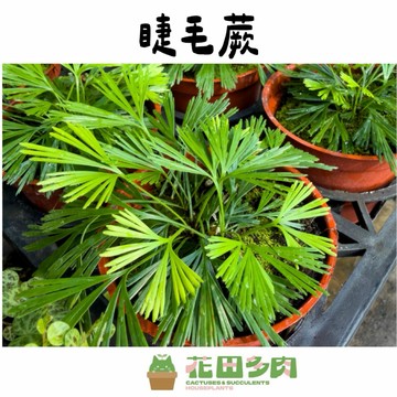 《花田多肉》🌵【睫毛蕨】 3吋盆 蕨類/室內植物/園藝/盆栽/綠化/造景/觀葉植物/多肉/淨化空氣