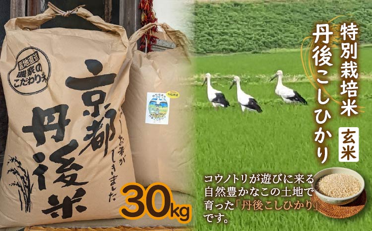 特別栽培米　令和5年産　丹後こしひかり　玄米30Kg  特別栽培米丹後こしひかり 玄米30Kg　食品 米 コシヒカリ 30キロ ブランド米 KU00017