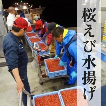 生桜えび100g×2、生しらす100g×2、セット 静岡県産