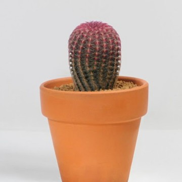 【拈花x研植】金太陽│陶盆│窗邊植物│新手植物│淨化空氣│招財植物│觀葉植物│質感盆栽