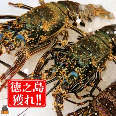 ふるさと納税 徳之島町 新鮮なまますぐ冷凍!!徳之島産冷凍伊勢海老2kg(3尾〜5尾)