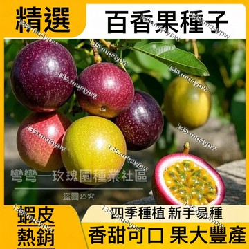 現貨百香果種子（100粒）綠皮百香果 哥倫比亞百香果種子 香蕉百香果種子 爬藤 四季種植 發芽率高 香甜可口 果大豊產
