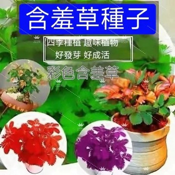 48小時內寄出💥【含羞草種子】害羞草種子 四季種植 奇趣植物易種花卉種子陽臺室內盆栽種籽害羞草籽  超高發芽率 四季長青