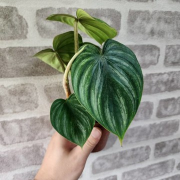 P老闆園藝~西瓜普洛 3吋盆