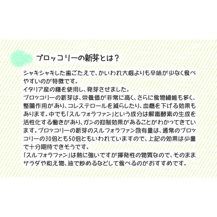 ブロッコリースプラウト 野菜 ブロッコリーの新芽 １２パック入 サラダコスモ ちこり村