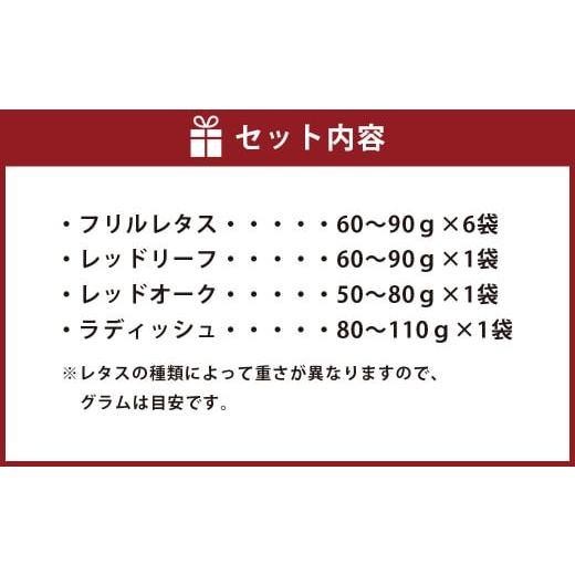 ふるさと納税 熊本県 菊陽町 健康野菜村！ 3種のレタスとラディッシュパック 野菜 菊陽町