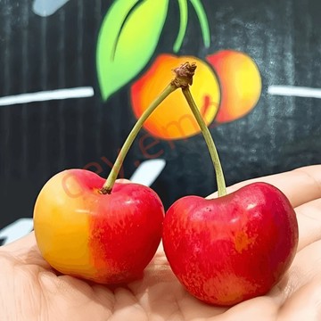 🍒【斯科拉雷 Skylar Rae櫻桃種子】🍒當年新種 多年生車厘子種子 果大味濃，甜脆多汁 庭院陽台盆栽種籽