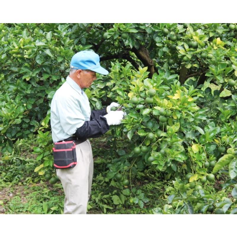 ボリュームたっぷり野菜セット 8〜12種 旬盛り！地産地消の野菜箱 大分県竹田市 朝採れ 道の駅 旬 新鮮 詰め合わせ 九州 季節 おまかせ