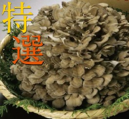 妙義ナバファーム舞茸（まいたけ）1株（約500g）