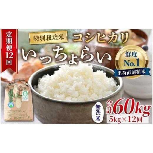 ふるさと納税 福井県 あわら市 《定期便12回》特別栽培米 いっちょらい 無洗米 5kg（計60kg）／ 福井県産 ブランド米 コシヒカリ ご飯 白米 新鮮…