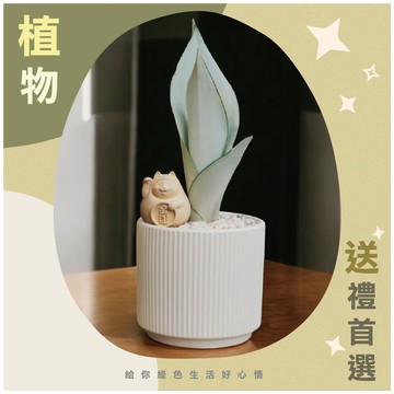【植物送禮首選】開幕盆栽  升遷送禮 開幕送禮  喬遷 盆景公仔組