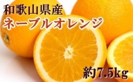 和歌山県産ネーブルオレンジ約7.5kg（サイズおまかせ） ※2023年12月中旬～2024年1月中旬ごろに順次発送予定（お届け日指定不可）