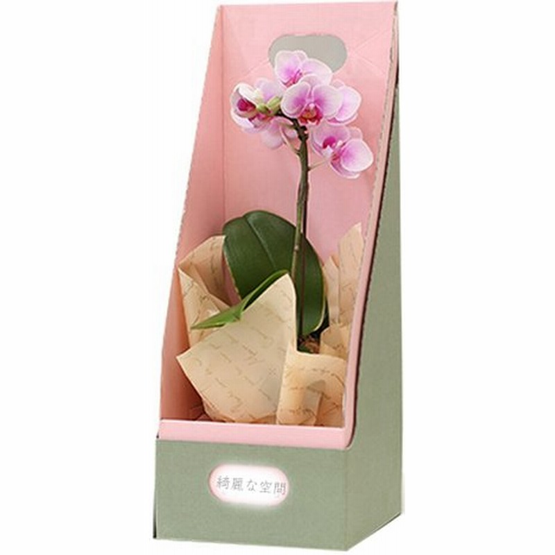 マイクロ 胡蝶蘭 1本立 2 5号 お祝い ギフト プレゼント ブルー お供え 苗 花 鉢植え 鉢花 生花 ラン お花 ミディ胡蝶蘭 小さい 激安 配送日指定 誕生日 通販 Lineポイント最大0 5 Get Lineショッピング