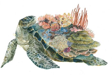 【明信片】Heart Keeper海龜守護者