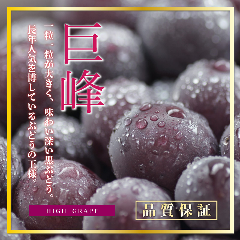 [最短順次発送]   巨峰 ぶどう 2房 約1kg 約500g×2 長野県 山梨県他 化粧箱  の味覚 ブドウ 葡萄 ぶどう 秋ギフト  果実ギフト