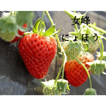 🍓（女峰草莓種子）（にょほう）種子 超值100粒裝 原日本草莓品種 原產地稀有女峰草莓種子