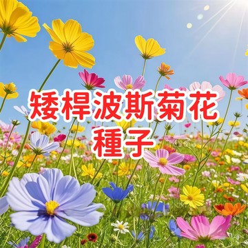 【矮桿波斯菊花種子】 秋英 四季開花 盆栽草花 庭院花壇 易種好養 適合台灣氣候 新手推薦 花海佈置 蜜源植物 現貨速發